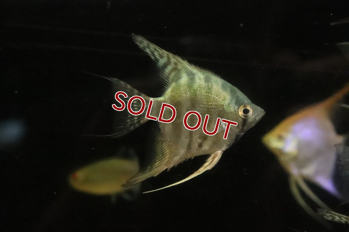 画像3: 【淡水魚】【通販】ブルースネークスキンエンゼルフィッシュ【１匹 サンプル画像】(エンゼル)(生体)(熱帯魚)NK (3)