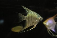 画像3: 【淡水魚】【通販】ブルースネークスキンエンゼルフィッシュ【１匹 サンプル画像】 (3)