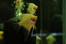 画像1: 【淡水魚】【通販】レッドトップエンゼルフィッシュ【1匹 サンプル画像】（エンゼルフィッシュ）(生体)(熱帯魚)NK (1)