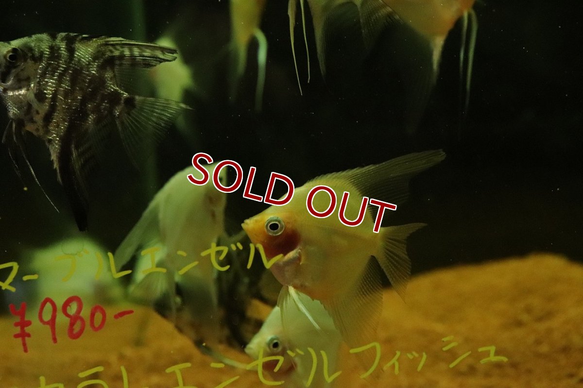 画像2: 【淡水魚】【通販】レッドトップエンゼルフィッシュ【1匹 サンプル画像】（エンゼルフィッシュ）(生体)(熱帯魚)NK (2)