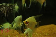 画像2: 【淡水魚】【通販】レッドトップエンゼルフィッシュ【1匹 サンプル画像】（エンゼルフィッシュ）(生体)(熱帯魚)NK (2)