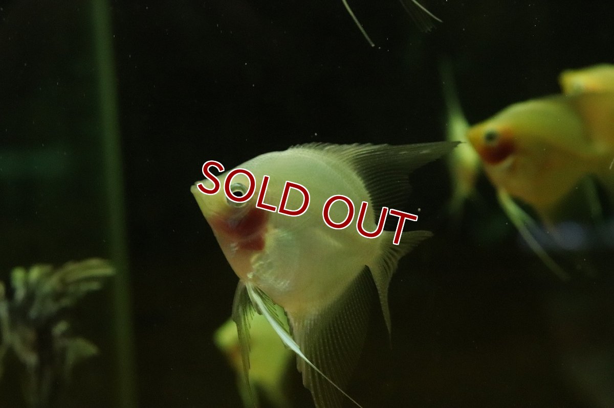 画像3: 【淡水魚】【通販】レッドトップエンゼルフィッシュ【1匹 サンプル画像】（エンゼルフィッシュ）(生体)(熱帯魚)NK (3)