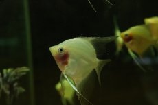 画像3: 【淡水魚】【通販】レッドトップエンゼルフィッシュ【1匹 サンプル画像】（エンゼルフィッシュ）(生体)(熱帯魚)NK (3)