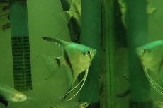 画像1: 【淡水魚】【通販】ブルーゼブラエンゼルフィッシュ【1匹 サンプル画像】（エンゼルフィッシュ）(生体)(熱帯魚)NK (1)