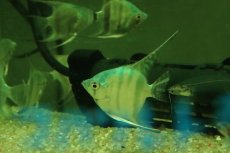 画像2: 【淡水魚】【通販】ブルーゼブラエンゼルフィッシュ【1匹 サンプル画像】（エンゼルフィッシュ）(生体)(熱帯魚)NK (2)
