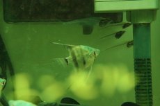 画像3: 【淡水魚】【通販】ブルーゼブラエンゼルフィッシュ【1匹 サンプル画像】（エンゼルフィッシュ）(生体)(熱帯魚)NK (3)