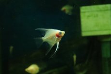 画像1: 【淡水魚】【通販】アプリコットグラスエンゼルフィッシュ【１匹 サンプル画像】（エンゼルフィッシュ）(生体)(熱帯魚)NK (1)