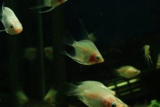 画像2: 【淡水魚】【通販】アプリコットグラスエンゼルフィッシュ【１匹 サンプル画像】（エンゼルフィッシュ）(生体)(熱帯魚)NK (2)