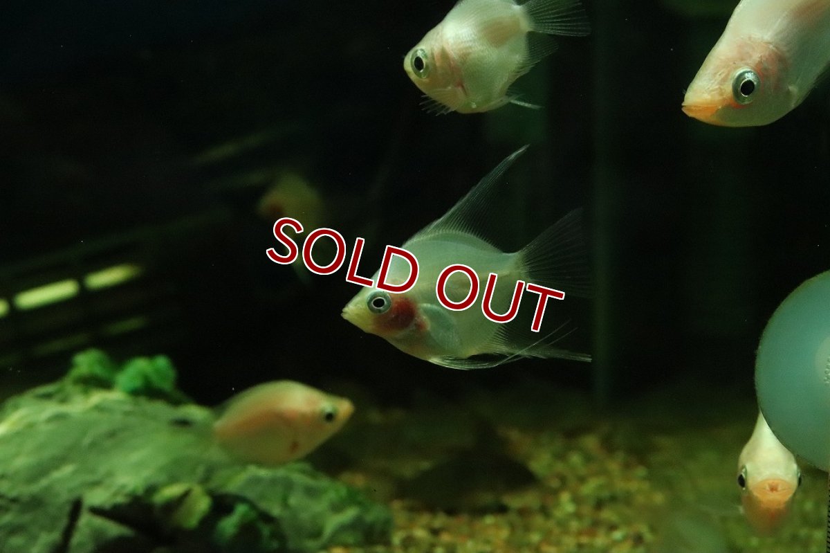 画像3: 【淡水魚】【通販】アプリコットグラスエンゼルフィッシュ【１匹 サンプル画像】（エンゼルフィッシュ）(生体)(熱帯魚)NK (3)