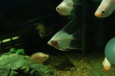 画像3: 【淡水魚】【通販】アプリコットグラスエンゼルフィッシュ【１匹 サンプル画像】（エンゼルフィッシュ）(生体)(熱帯魚)NK (3)