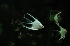 画像3: 【淡水魚】【通販】ロングフィン プラチナホワイトエンゼルフィッシュ【１匹 サンプル画像】(エンゼル)(生体)(熱帯魚)NK (3)