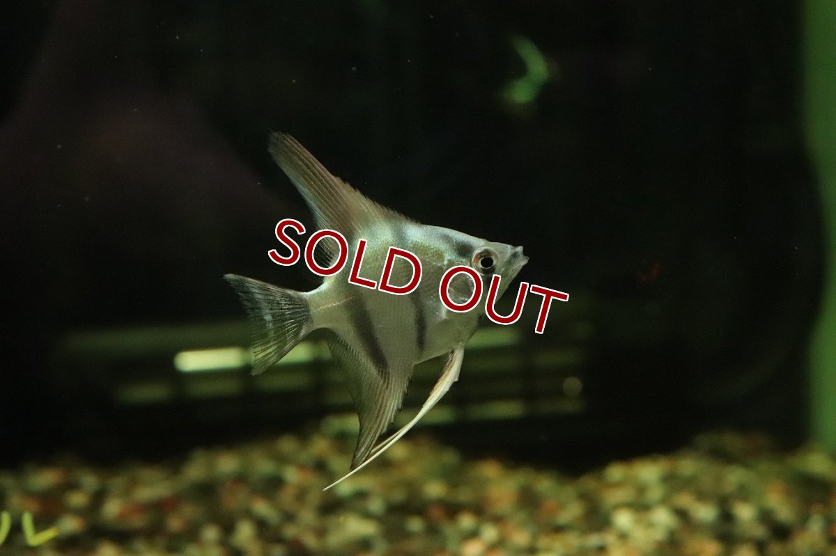 画像1: 【淡水魚】【通販】メタリックブルーエンゼルフィッシュ【１匹 サンプル画像】(エンゼル)(生体)(熱帯魚)NK (1)