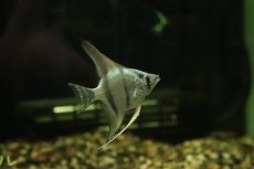 画像1: 【淡水魚】【通販】メタリックブルーエンゼルフィッシュ【１匹 サンプル画像】(エンゼル)(生体)(熱帯魚)NK (1)