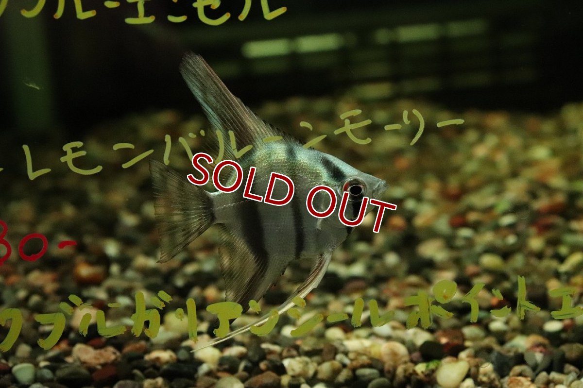 画像2: 【淡水魚】【通販】メタリックブルーエンゼルフィッシュ【１匹 サンプル画像】(エンゼル)(生体)(熱帯魚)NK (2)