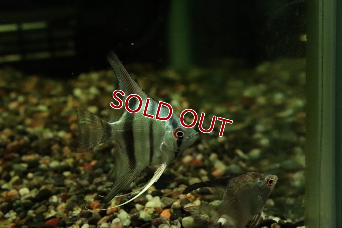 画像3: 【淡水魚】【通販】メタリックブルーエンゼルフィッシュ【１匹 サンプル画像】(エンゼル)(生体)(熱帯魚)NK (3)