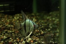 画像3: 【淡水魚】【通販】メタリックブルーエンゼルフィッシュ【１匹 サンプル画像】(エンゼル)(生体)(熱帯魚)NK (3)