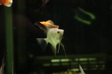 画像1: 【淡水魚】【通販】メタリックブルーブルガリアンシールポインエンゼルフィッシュ【１匹 サンプル画像】(エンゼル)(生体)(熱帯魚)NK (1)