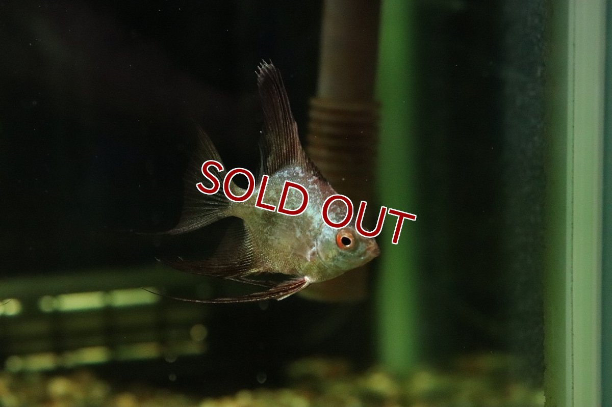 画像2: 【淡水魚】【通販】メタリックブルーブルガリアンシールポインエンゼルフィッシュ【１匹 サンプル画像】(エンゼル)(生体)(熱帯魚)NK (2)