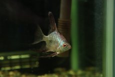 画像2: 【淡水魚】【通販】メタリックブルーブルガリアンシールポインエンゼルフィッシュ【１匹 サンプル画像】(エンゼル)(生体)(熱帯魚)NK (2)