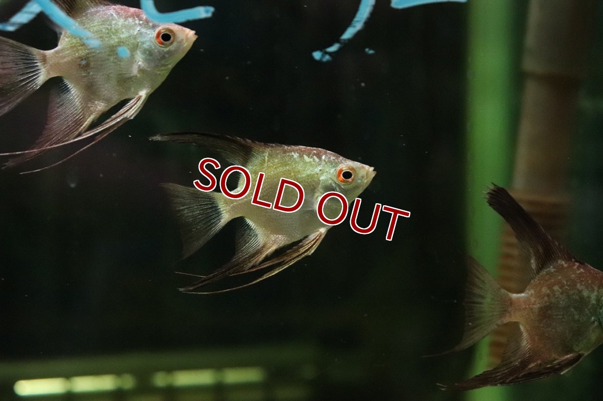 画像3: 【淡水魚】【通販】メタリックブルーブルガリアンシールポインエンゼルフィッシュ【１匹 サンプル画像】(エンゼル)(生体)(熱帯魚)NK (3)