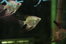 画像3: 【淡水魚】【通販】メタリックブルーブルガリアンシールポインエンゼルフィッシュ【１匹 サンプル画像】(エンゼル)(生体)(熱帯魚)NK (3)