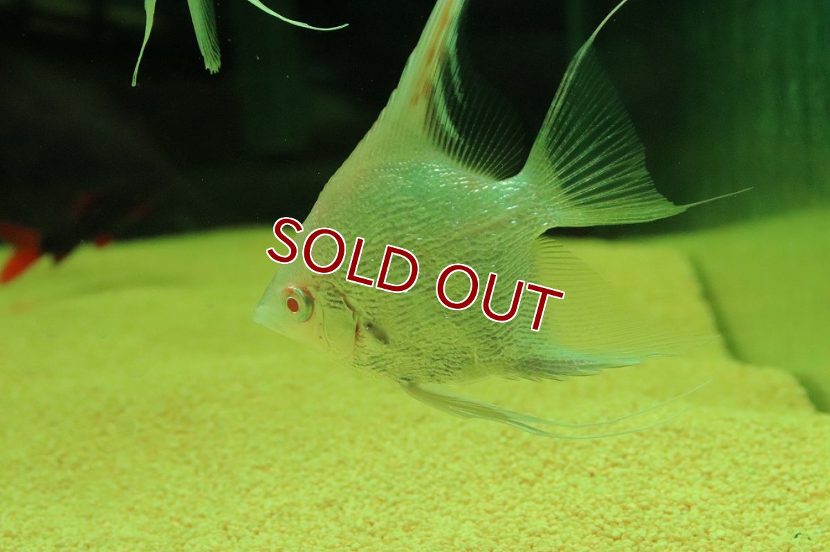 画像2: 【淡水魚】【通販】ギラギラ アルビノ レッドヘッドダイヤモンドエンゼルフィッシュ【１匹 サンプル画像】（エンゼル）(生体)(熱帯魚)NK (2)