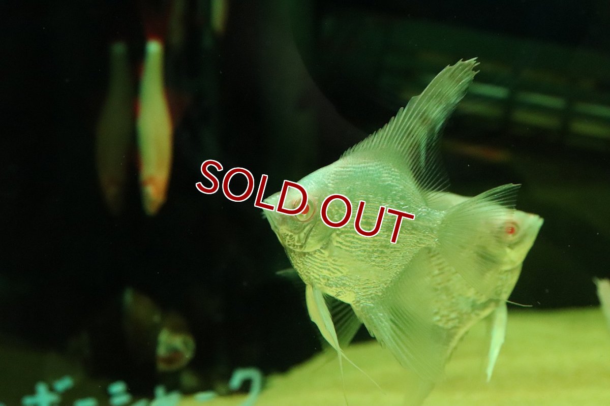 画像3: 【淡水魚】【通販】ギラギラ アルビノ レッドヘッドダイヤモンドエンゼルフィッシュ【１匹 サンプル画像】（エンゼル）(生体)(熱帯魚)NK (3)