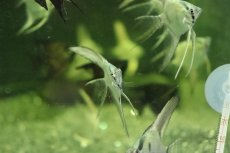 画像2: 【淡水魚】【通販】ロングフィン グリーンサファイヤーエンゼルフィッシュ【１匹 サンプル画像】（エンゼルフィッシュ）(生体)(熱帯魚)NK (2)