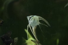 画像3: 【淡水魚】【通販】ロングフィン グリーンサファイヤーエンゼルフィッシュ【１匹 サンプル画像】（エンゼルフィッシュ）(生体)(熱帯魚)NK (3)