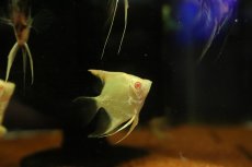 画像1: 【淡水魚】【通販】アルビノゴールデンスカラレエンゼルフィッシュ【１匹 サンプル画像】（エンゼルフィッシュ）(生体)(熱帯魚)NK (1)