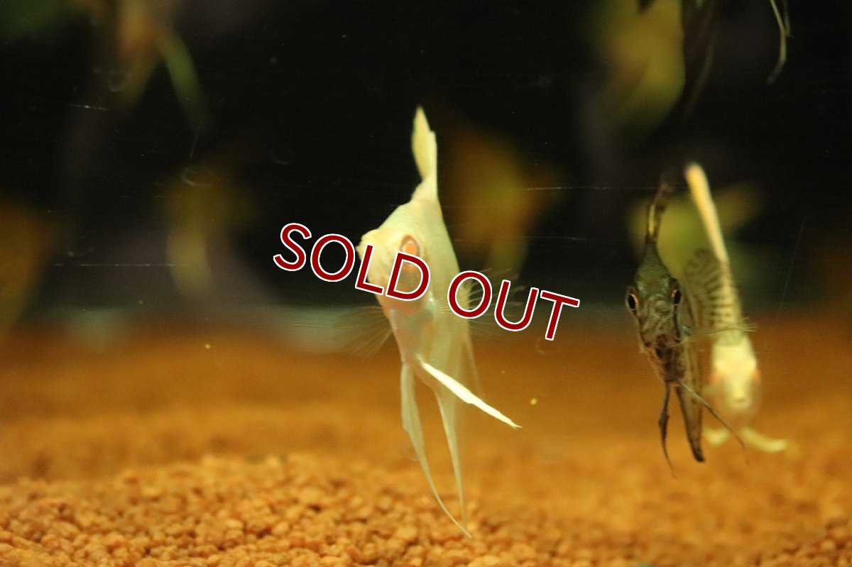 画像2: 【10%OFF対象商品30周年セール】【淡水魚】【通販】アルビノゴールデンスカラレエンゼルフィッシュ【１匹 サンプル画像】（エンゼルフィッシュ）(生体)(熱帯魚)NK (2)