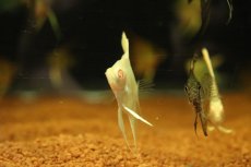 画像2: 【淡水魚】【通販】アルビノゴールデンスカラレエンゼルフィッシュ【１匹 サンプル画像】（エンゼルフィッシュ）(生体)(熱帯魚)NK (2)