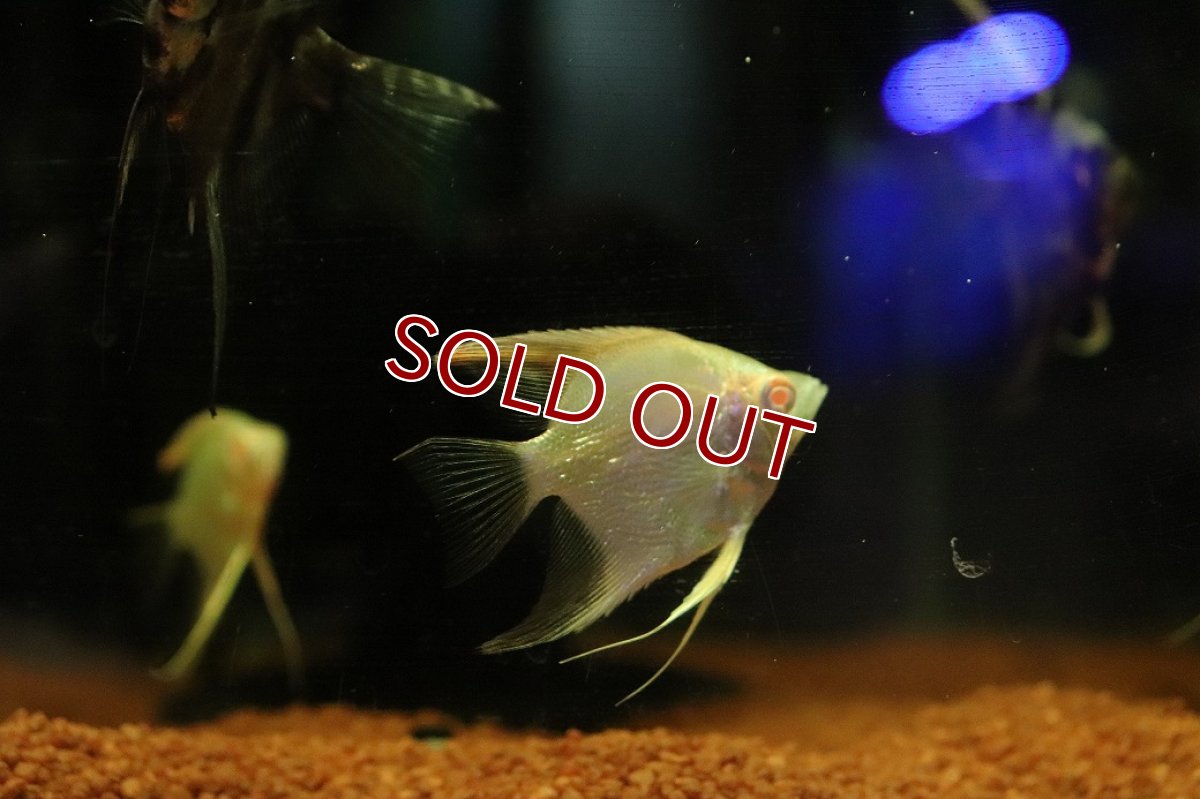 画像3: 【10%OFF対象商品30周年セール】【淡水魚】【通販】アルビノゴールデンスカラレエンゼルフィッシュ【１匹 サンプル画像】（エンゼルフィッシュ）(生体)(熱帯魚)NK (3)