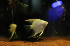 画像3: 【淡水魚】【通販】アルビノゴールデンスカラレエンゼルフィッシュ【１匹 サンプル画像】（エンゼルフィッシュ）(生体)(熱帯魚)NK (3)