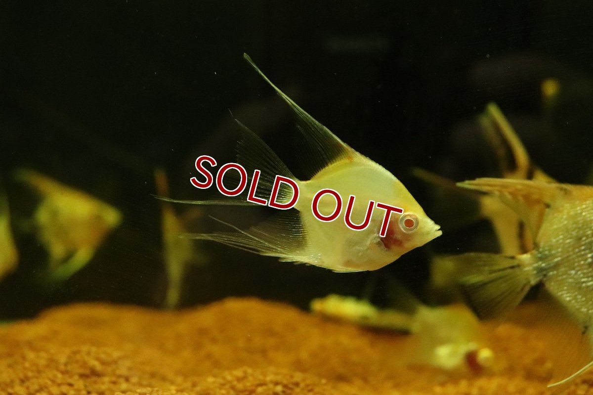 画像1: 【淡水魚】【通販】アルビノレッドトップエンゼルフィッシュ【１匹 サンプル画像】（エンゼルフィッシュ）(生体)(熱帯魚)NK (1)
