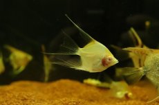 画像1: 【淡水魚】【通販】アルビノレッドトップエンゼルフィッシュ【１匹 サンプル画像】（エンゼルフィッシュ）(生体)(熱帯魚)NK (1)