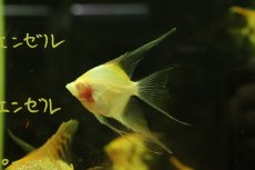 画像2: 【淡水魚】【通販】アルビノレッドトップエンゼルフィッシュ【１匹 サンプル画像】（エンゼルフィッシュ）(生体)(熱帯魚)NK (2)