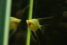 画像3: 【淡水魚】【通販】アルビノレッドトップエンゼルフィッシュ【１匹 サンプル画像】（エンゼルフィッシュ）(生体)(熱帯魚)NK (3)