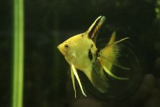 画像1: 【淡水魚】【通販】ロングフィン レッドネックトリカラーエンゼルフィッシュ【１匹 サンプル画像】（エンゼルフィッシュ）(生体)(熱帯魚)NK (1)