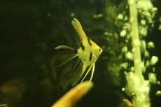 画像2: 【淡水魚】【通販】ロングフィン レッドネックトリカラーエンゼルフィッシュ【１匹 サンプル画像】（エンゼルフィッシュ）(生体)(熱帯魚)NK (2)