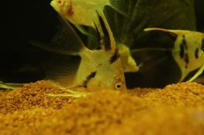 画像3: 【淡水魚】【通販】ロングフィン レッドネックトリカラーエンゼルフィッシュ【１匹 サンプル画像】（エンゼルフィッシュ）(生体)(熱帯魚)NK (3)