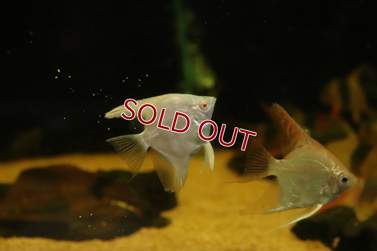 画像1: 【10%OFF対象商品30周年セール】【淡水魚】【通販】レッドアイゴールデンエンゼルフィッシュ【１匹 サンプル画像】（エンゼルフィッシュ）(生体)(熱帯魚)NK (1)