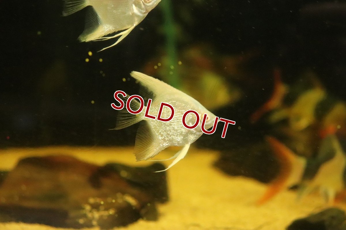 画像2: 【10%OFF対象商品30周年セール】【淡水魚】【通販】レッドアイゴールデンエンゼルフィッシュ【１匹 サンプル画像】（エンゼルフィッシュ）(生体)(熱帯魚)NK (2)