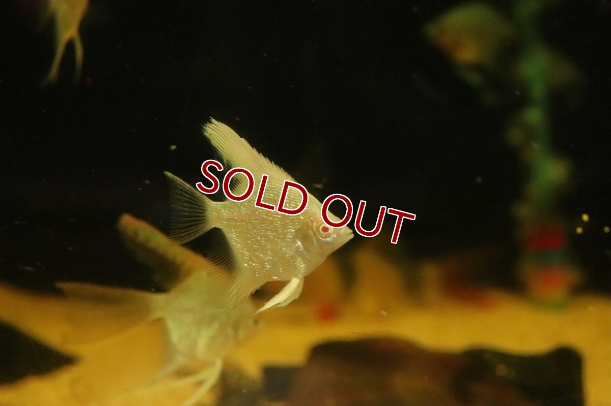 画像3: 【10%OFF対象商品30周年セール】【淡水魚】【通販】レッドアイゴールデンエンゼルフィッシュ【１匹 サンプル画像】（エンゼルフィッシュ）(生体)(熱帯魚)NK (3)
