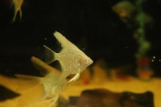 画像3: 【淡水魚】【通販】レッドアイゴールデンエンゼルフィッシュ【１匹 サンプル画像】（エンゼルフィッシュ）(生体)(熱帯魚)NK (3)