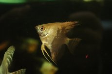 画像1: 【淡水魚】【通販】スモーキーチョコレートエンゼルフィッシュ【１匹 サンプル画像】（エンゼルフィッシュ）(生体)(熱帯魚)NK (1)
