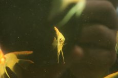 画像2: 【淡水魚】【通販】スモーキーチョコレートエンゼルフィッシュ【１匹 サンプル画像】（エンゼルフィッシュ）(生体)(熱帯魚)NK (2)