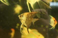 画像3: 【淡水魚】【通販】スモーキーチョコレートエンゼルフィッシュ【１匹 サンプル画像】（エンゼルフィッシュ）(生体)(熱帯魚)NK (3)