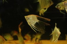 画像1: 【淡水魚】【通販】ロングフィン レッドヘッドダイヤモンドエンゼルフィッシュ【１匹 サンプル画像】（エンゼルフィッシュ）(生体)(熱帯魚)NK (1)