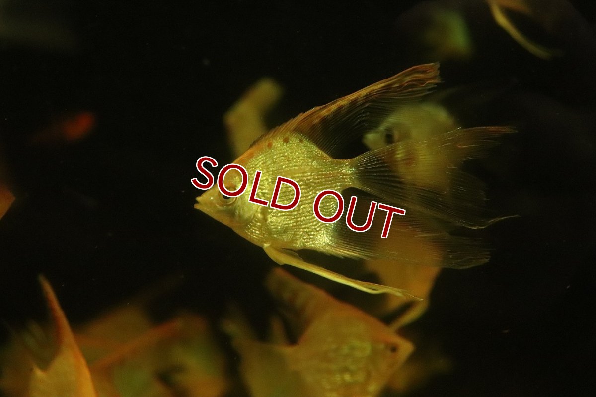 画像2: 【淡水魚】【通販】ロングフィン レッドヘッドダイヤモンドエンゼルフィッシュ【１匹 サンプル画像】（エンゼルフィッシュ）(生体)(熱帯魚)NK (2)